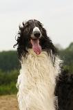 BARZOI 167